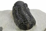 Detailed Austerops Trilobite - Nice Eye Facets #312775-4